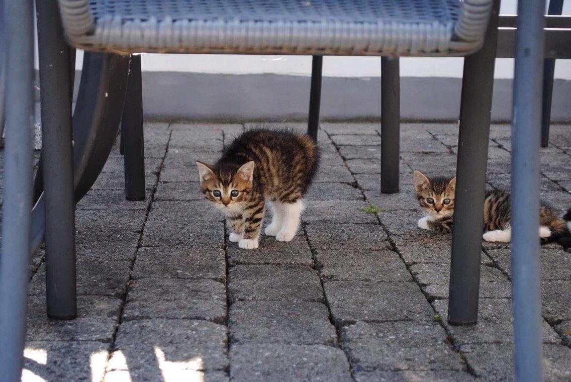 Huskat Halskovgaards Simba billede 9