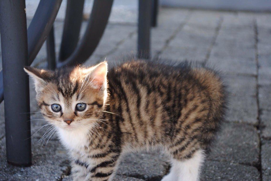 Huskat Halskovgaards Simba billede 10