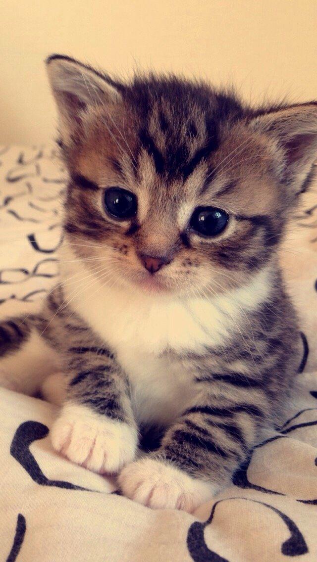 Huskat Halskovgaards Simba billede 12