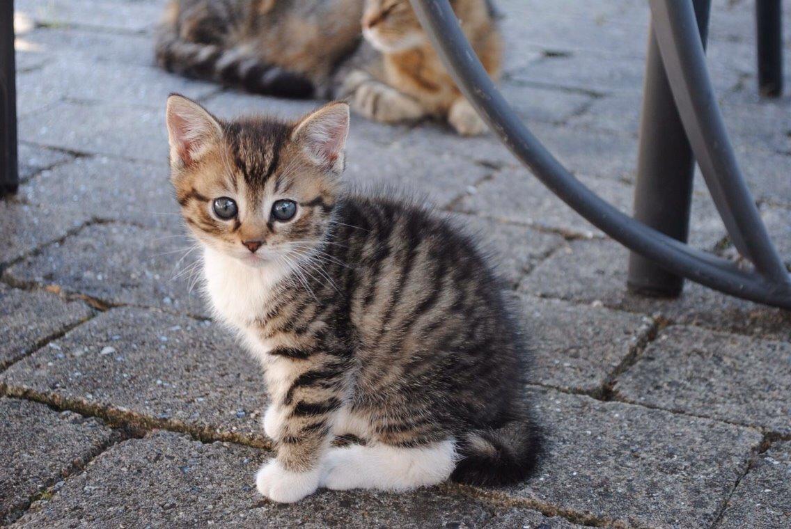 Huskat Halskovgaards Simba billede 11