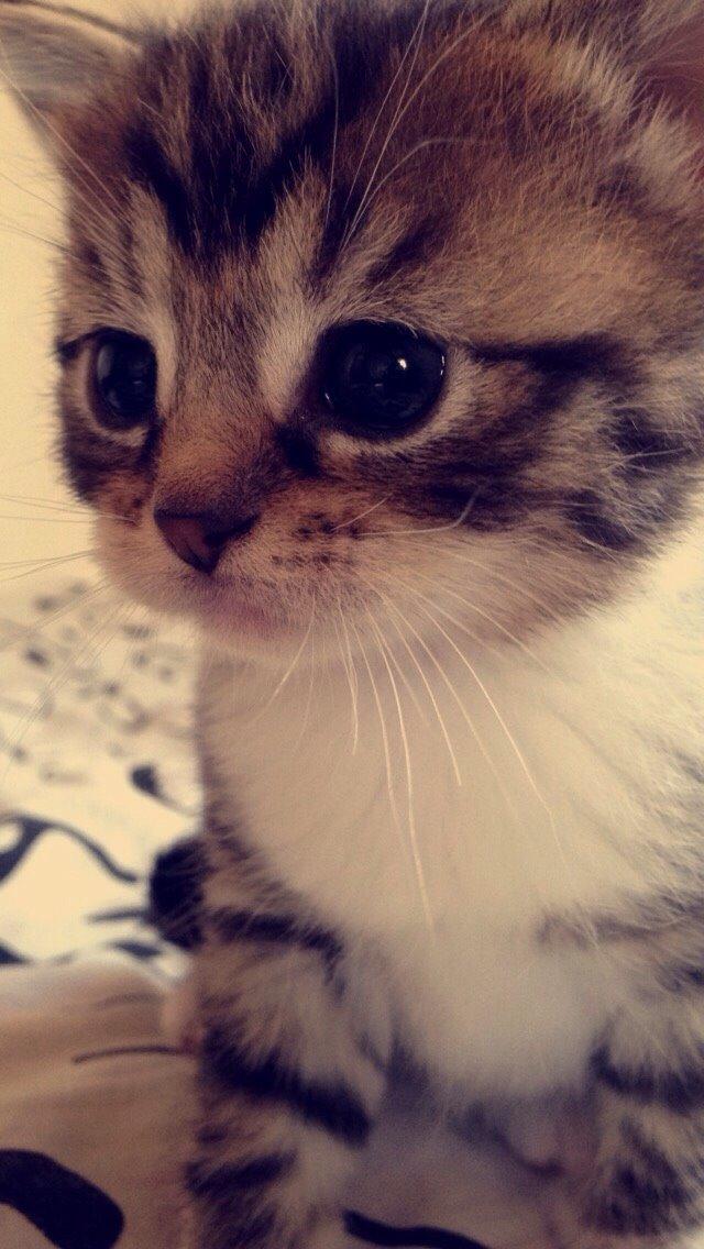 Huskat Halskovgaards Simba billede 13