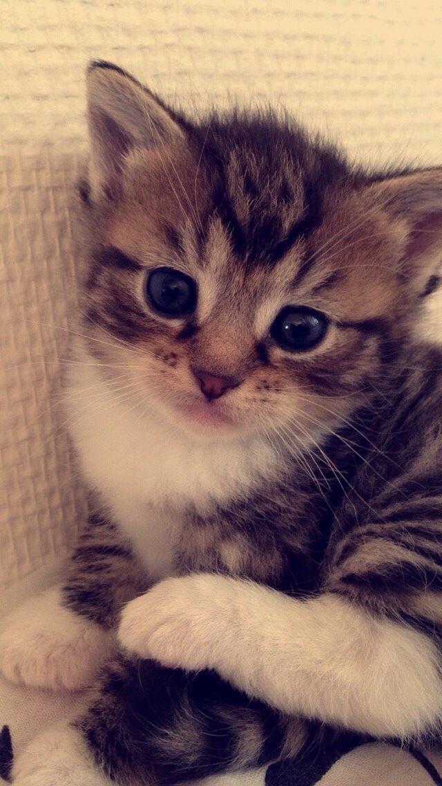 Huskat Halskovgaards Simba billede 14