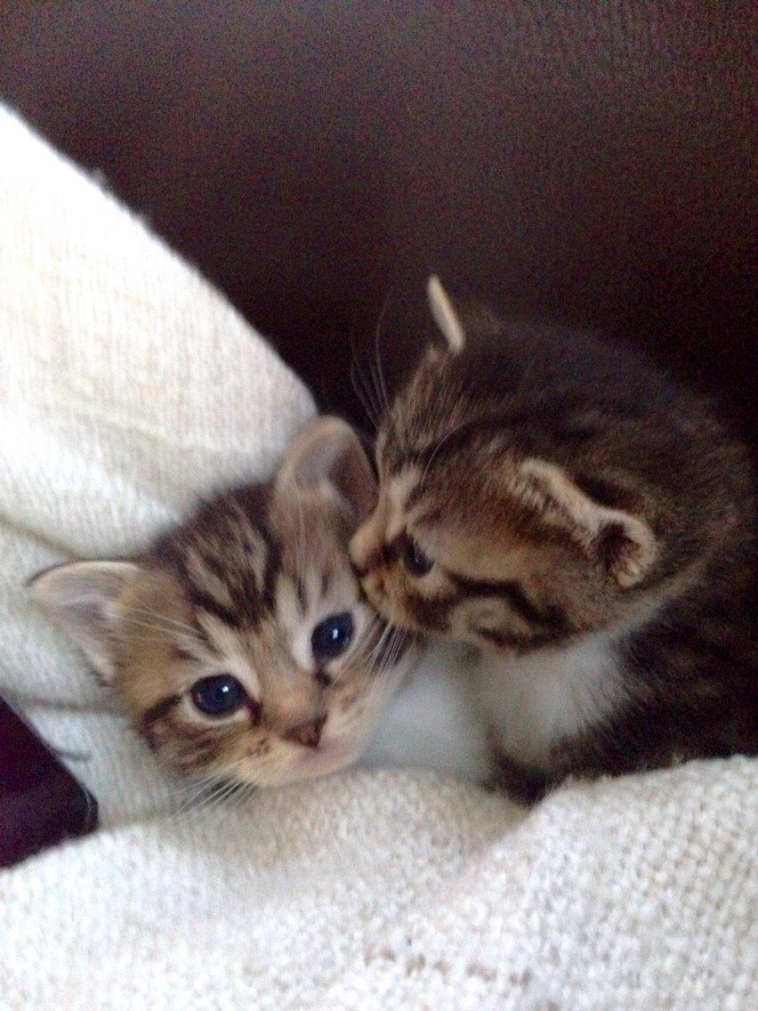 Huskat Halskovgaards Simba billede 15