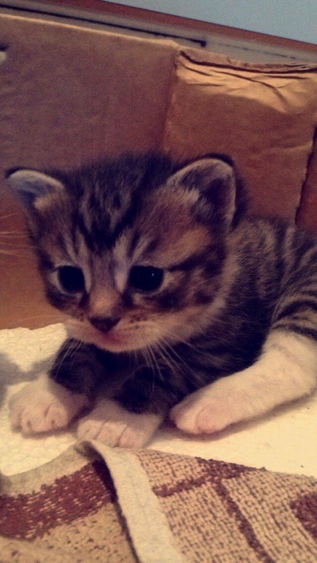 Huskat Halskovgaards Simba billede 16