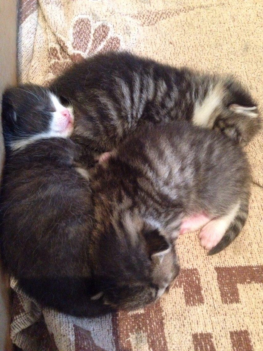 Huskat Halskovgaards Simba billede 17