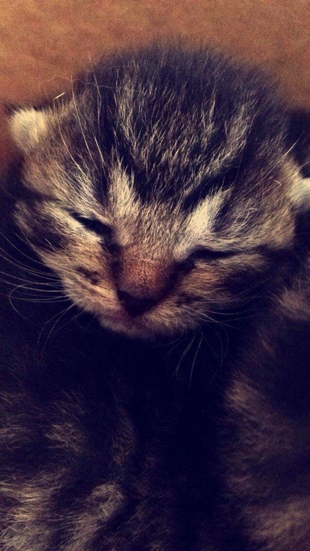 Huskat Halskovgaards Simba billede 18