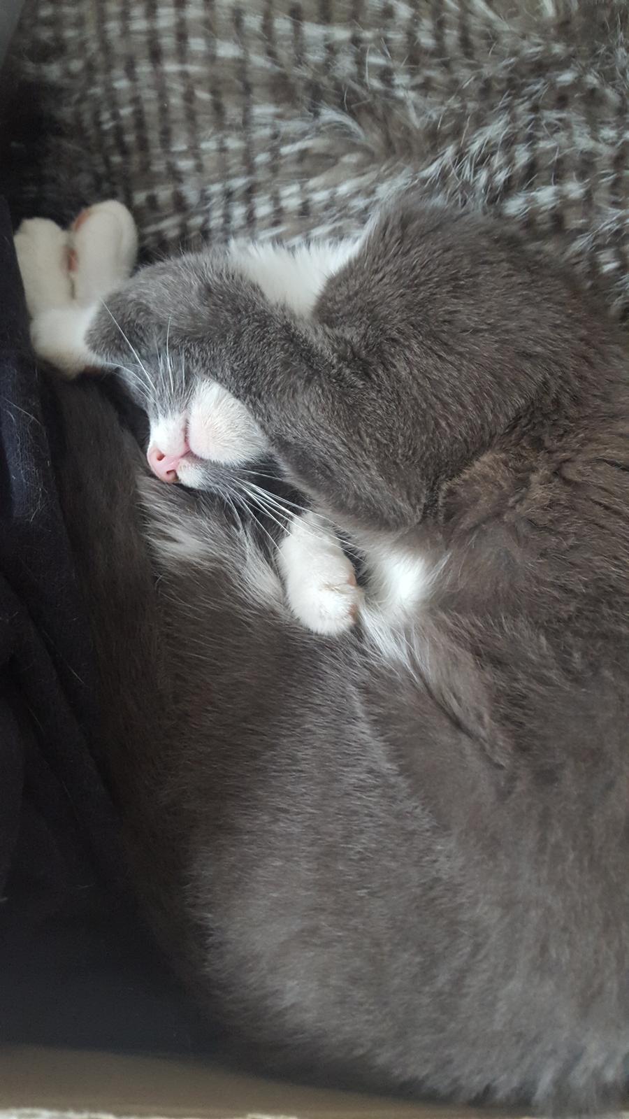 Blanding af racer Stumper billede 1