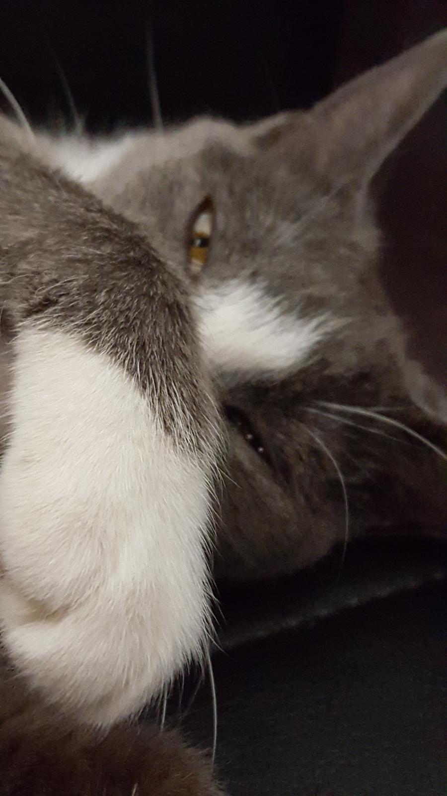 Blanding af racer Stumper billede 3