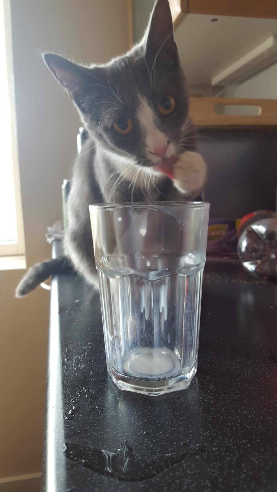 Blanding af racer Stumper billede 4