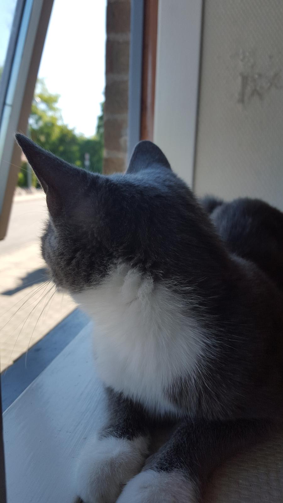 Blanding af racer Stumper billede 2