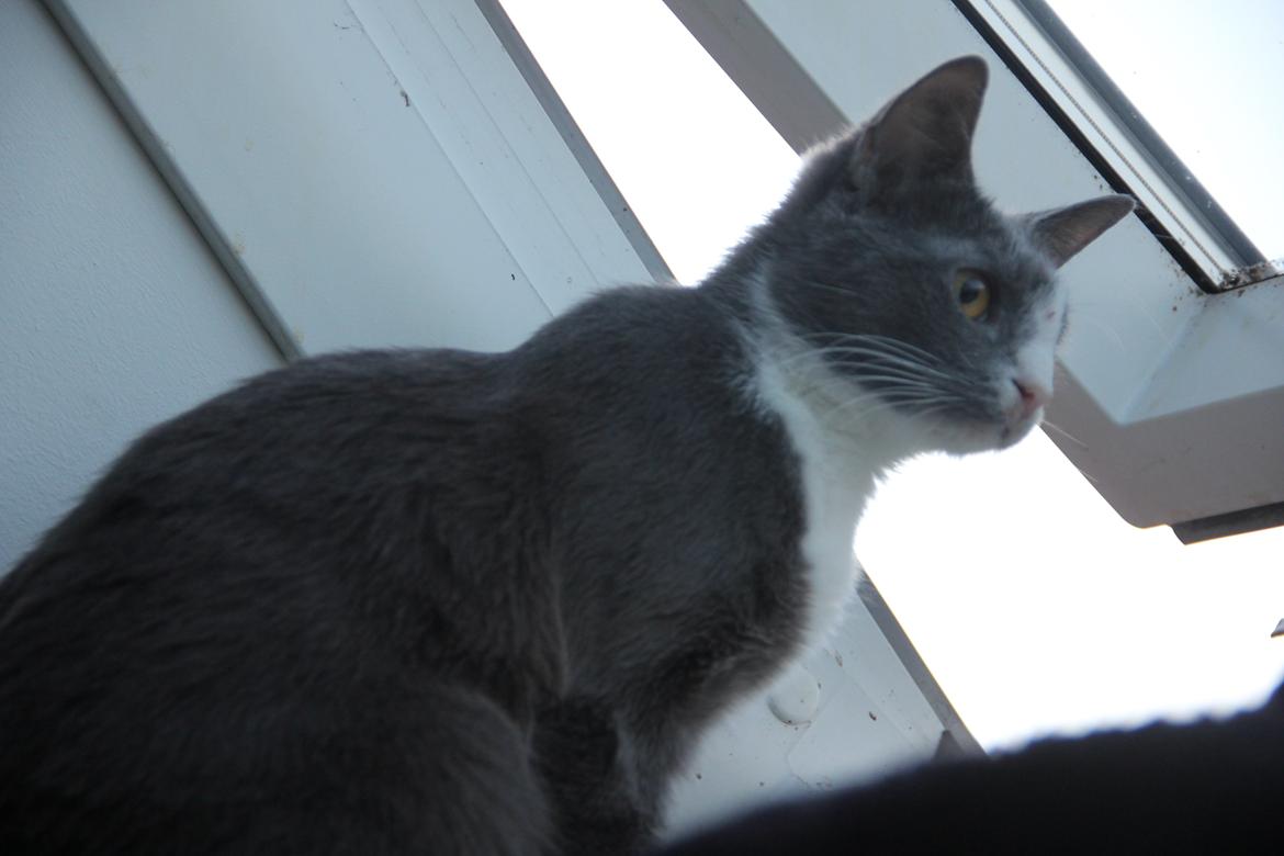 Blanding af racer Stumper billede 7