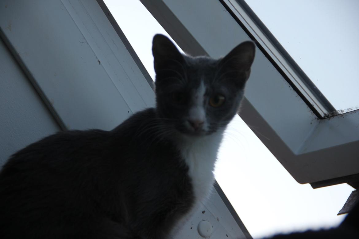 Blanding af racer Stumper billede 8