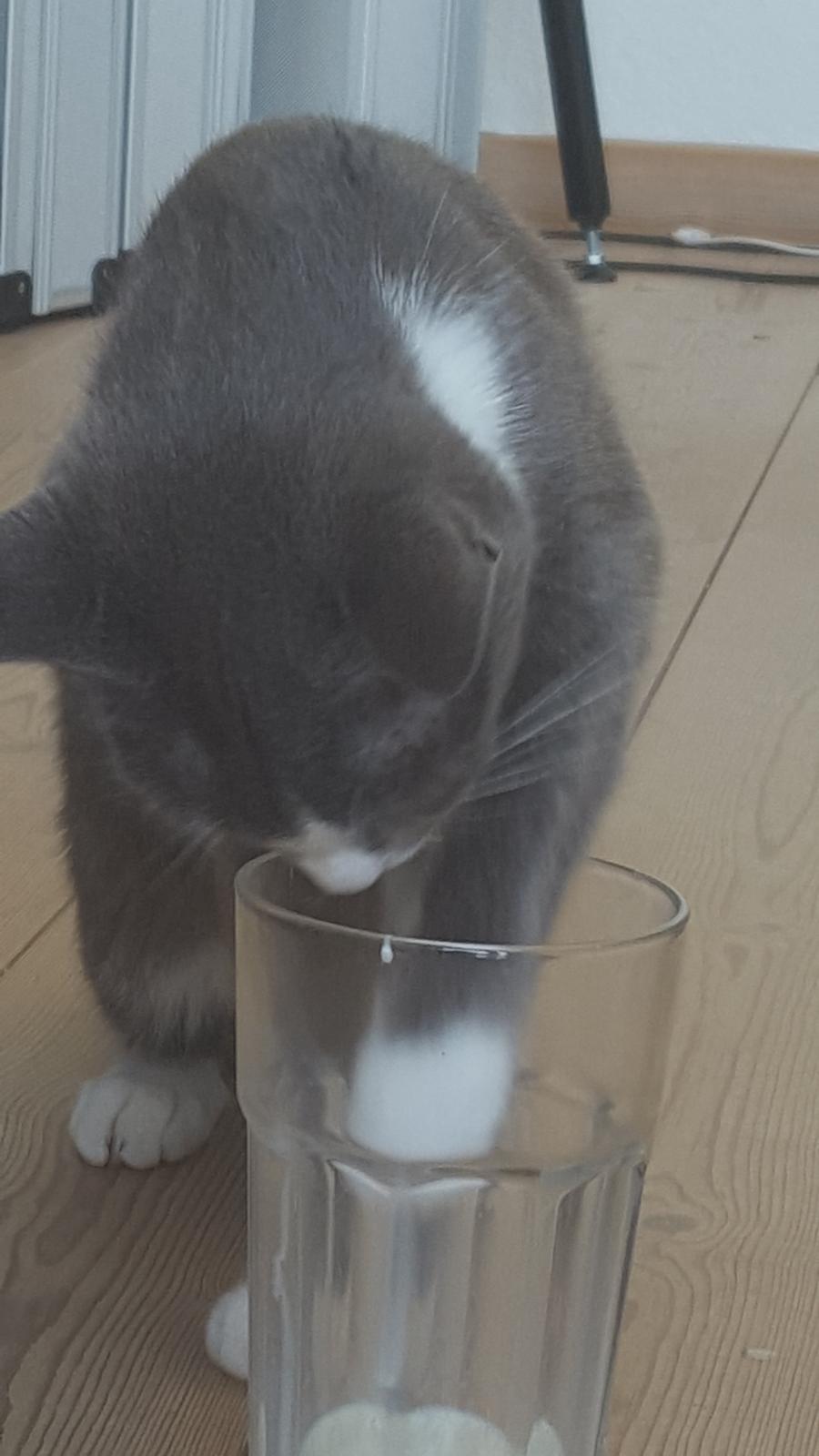 Blanding af racer Stumper billede 5