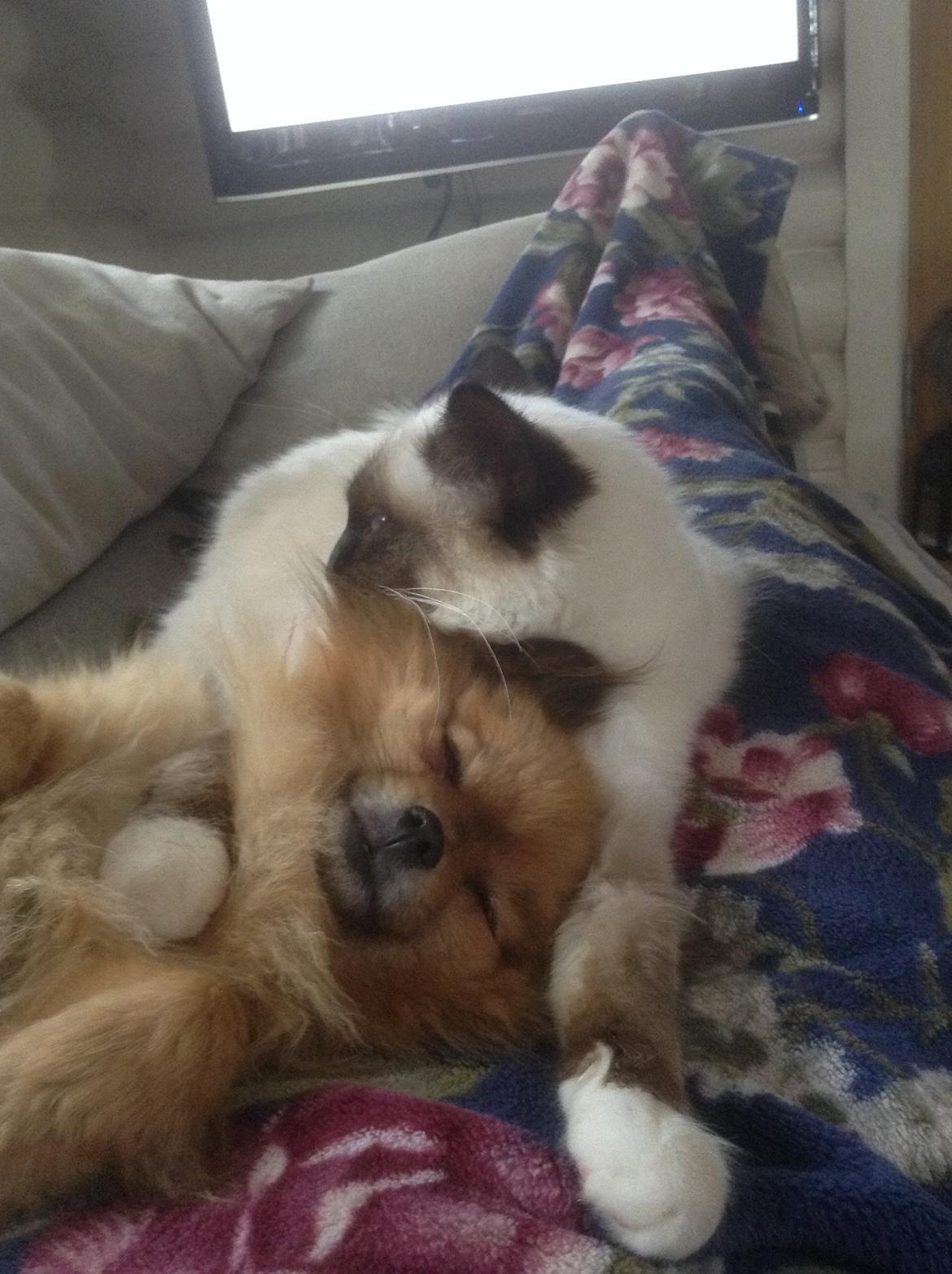 Hellig Birma Cirkeline billede 1