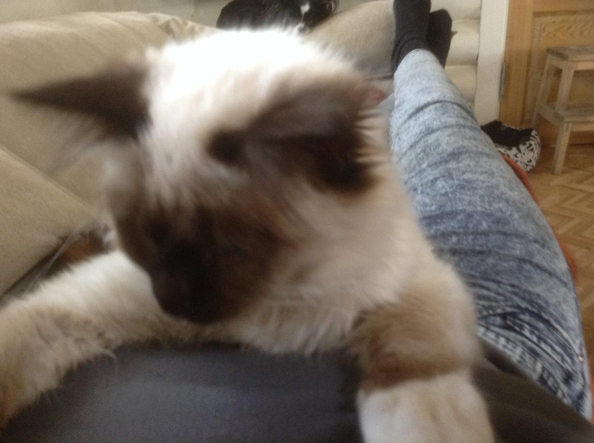 Hellig Birma Cirkeline billede 2