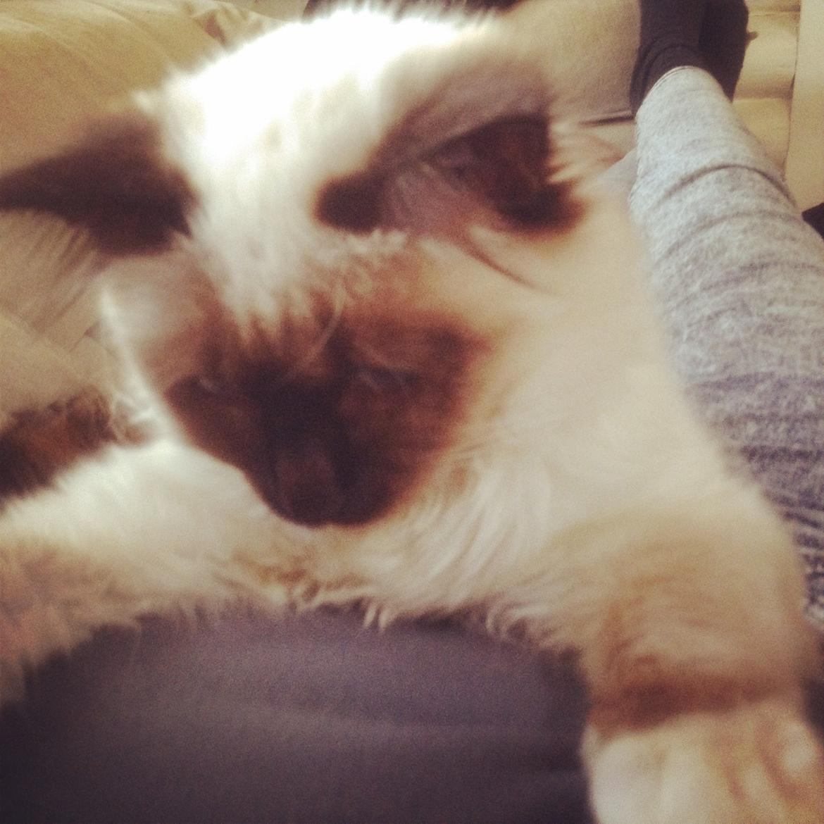 Hellig Birma Cirkeline billede 3