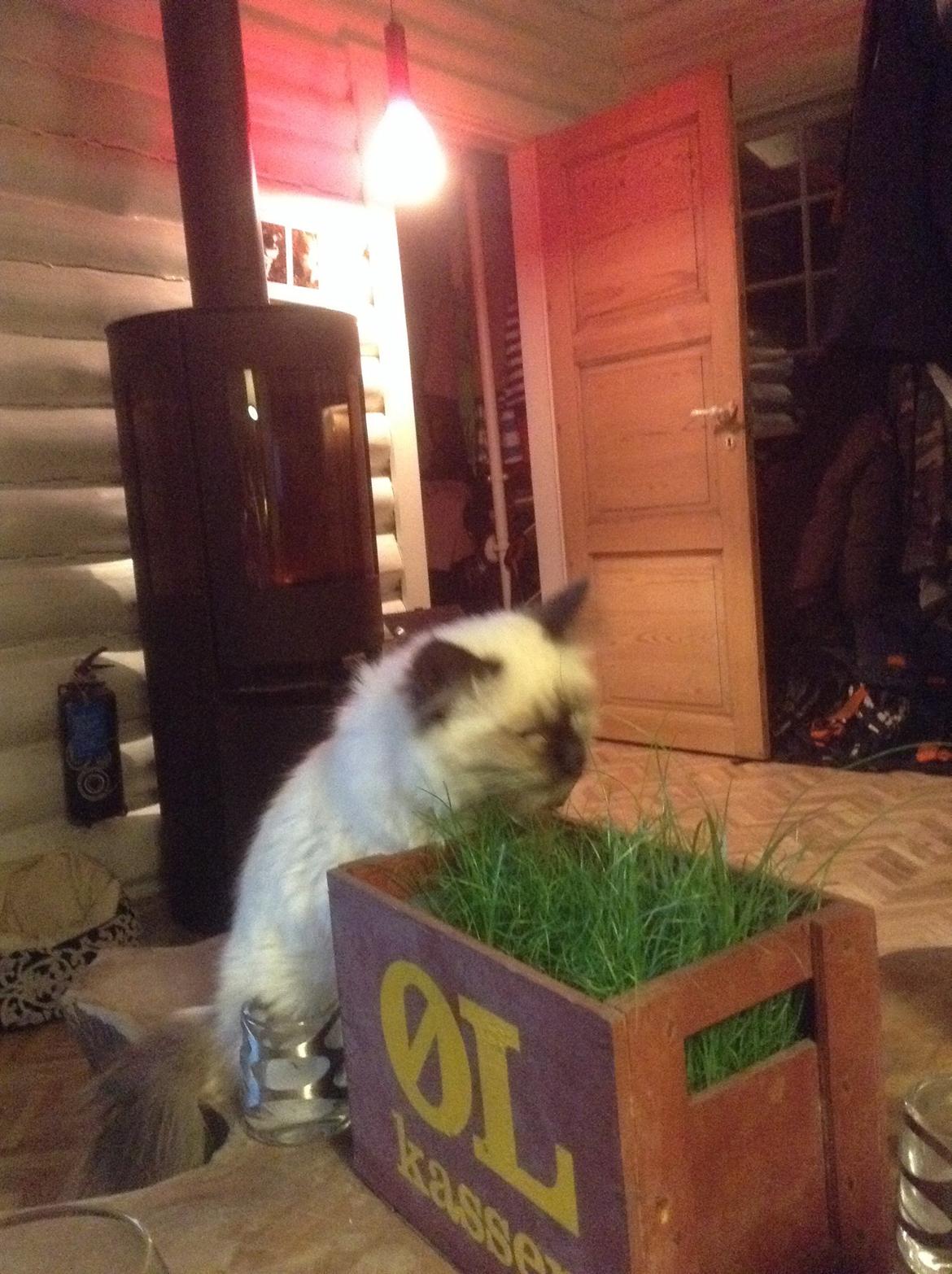 Hellig Birma Cirkeline billede 5