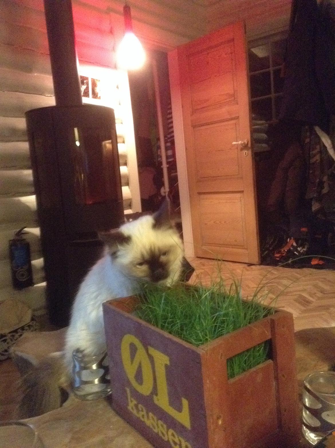 Hellig Birma Cirkeline billede 6