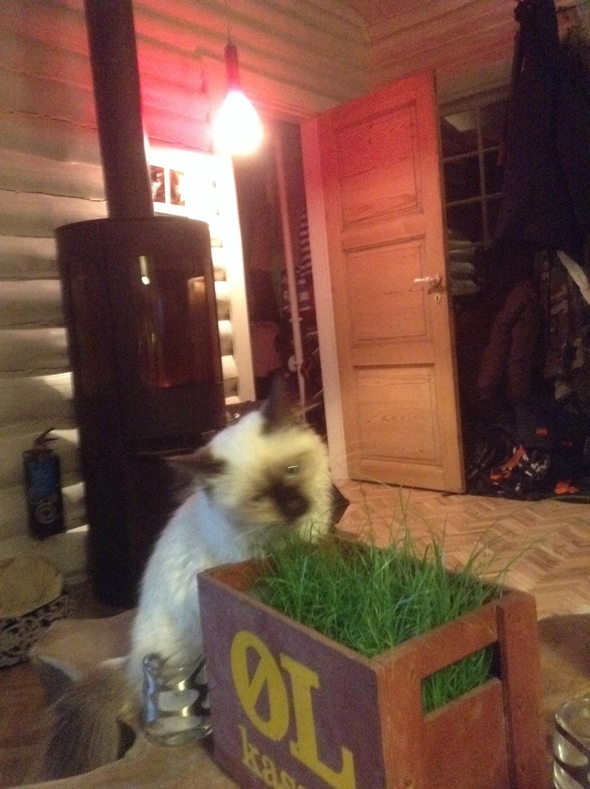 Hellig Birma Cirkeline billede 4