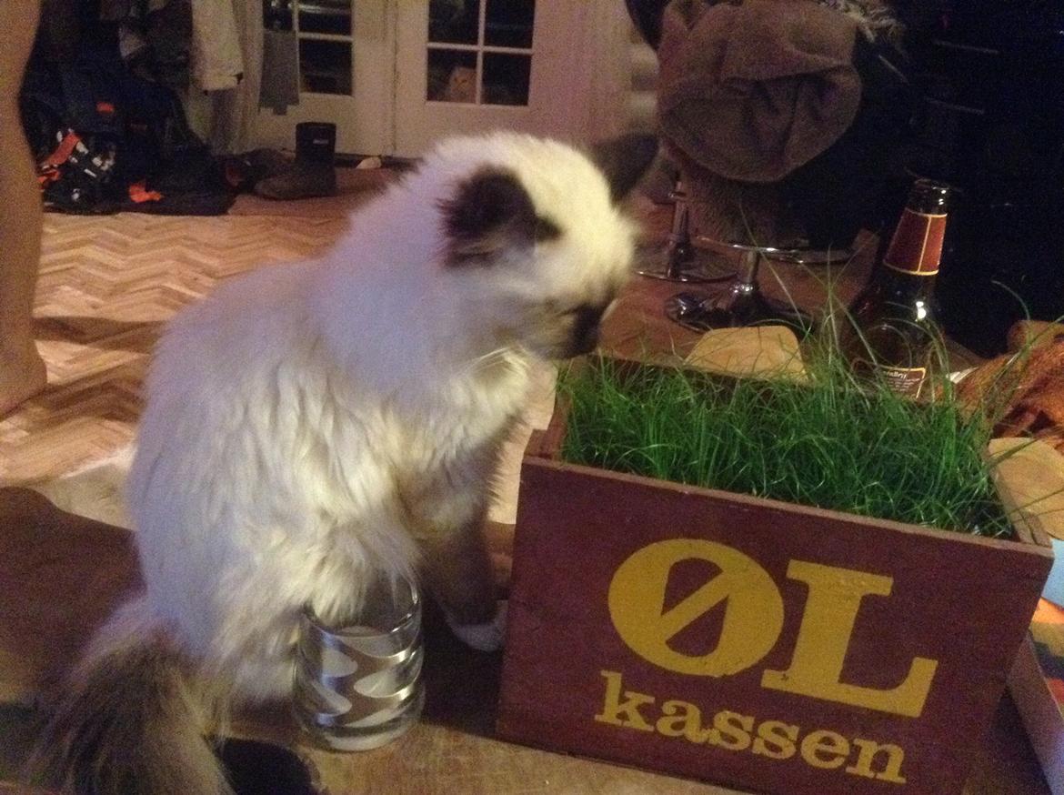 Hellig Birma Cirkeline billede 7