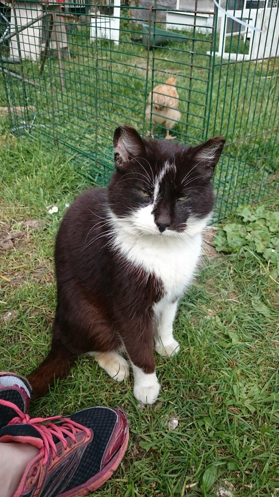 Blanding af racer rex - 2015- 14 år billede 36