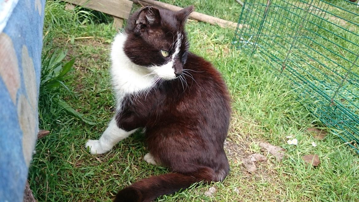 Blanding af racer rex - 2015- 14 år billede 1