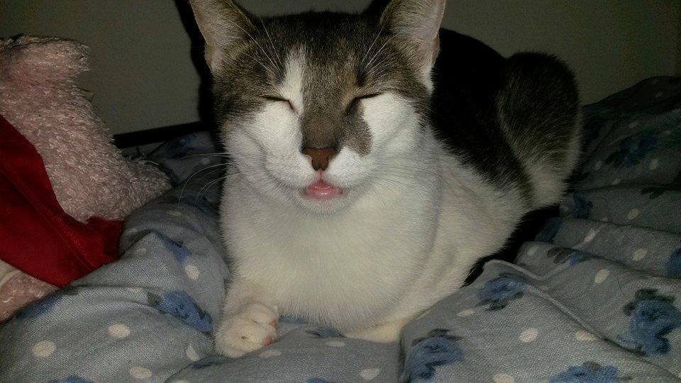 Huskat Laura billede 1