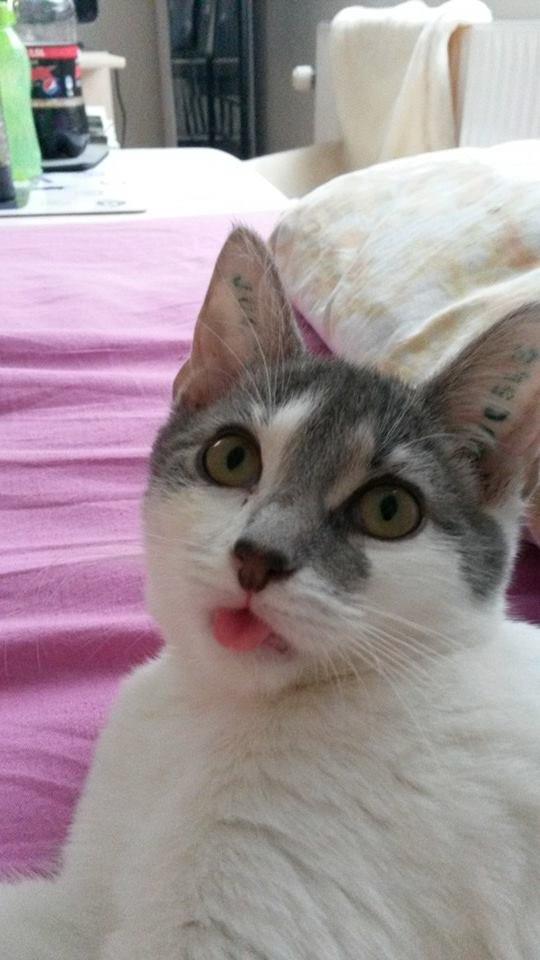 Huskat Laura billede 4