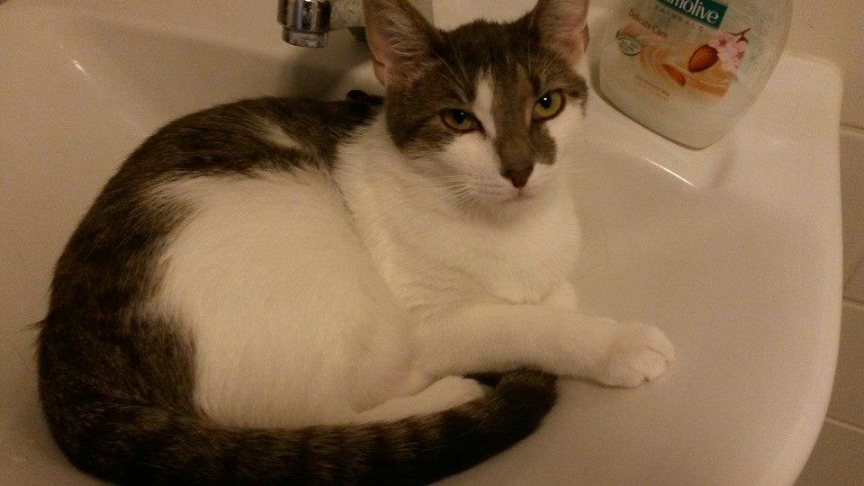 Huskat Laura billede 5