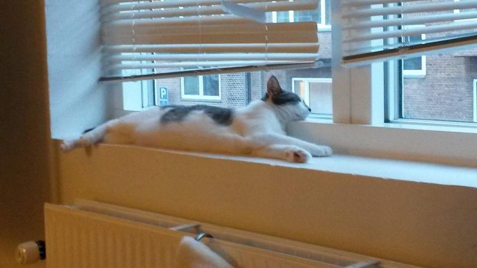 Huskat Laura billede 6