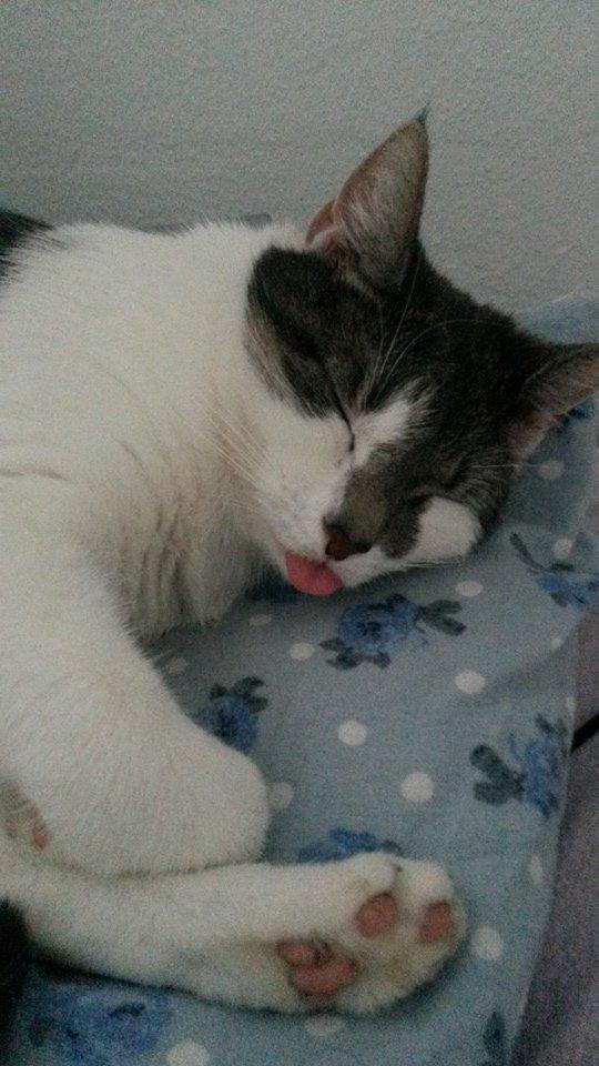 Huskat Laura billede 2