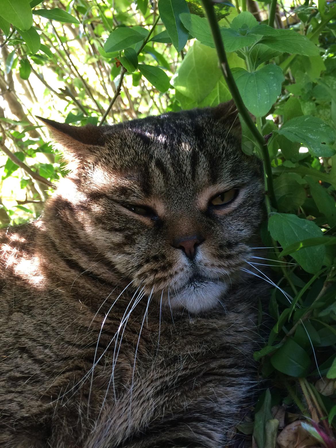 British Shorthair Magnus billede 1
