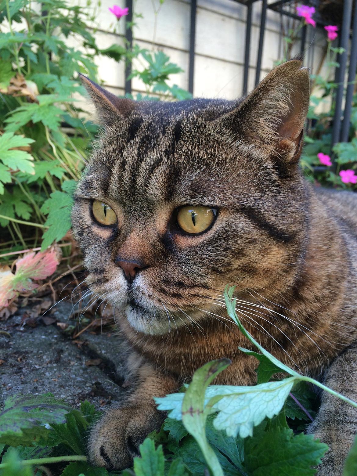 British Shorthair Magnus billede 3