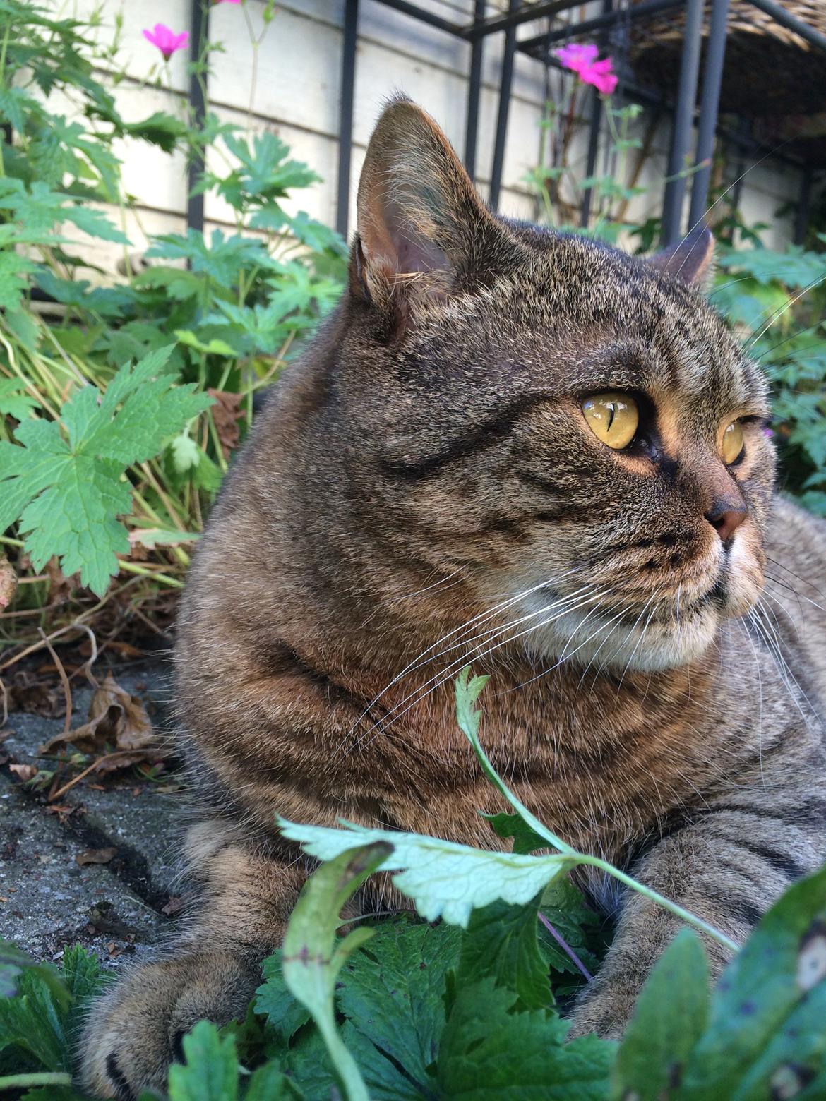British Shorthair Magnus billede 4