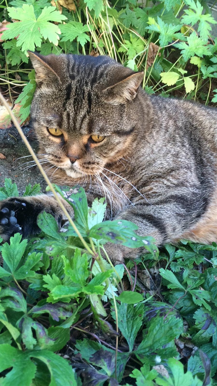 British Shorthair Magnus billede 2