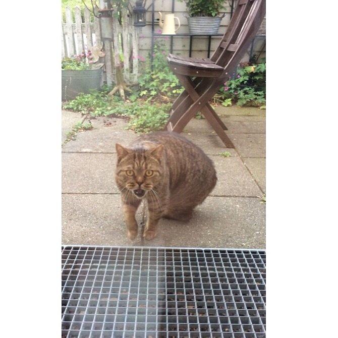 British Shorthair Magnus billede 5