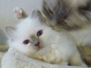 Hellig Birma Oddenvejen's Angel in Disguise (Alvilde) - Alvilde sammen med sin mor billede 1