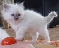 Hellig Birma Oddenvejen's Angel in Disguise (Alvilde) - Alvilde cirka 10 uger gammel billede 3