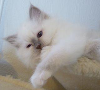 Hellig Birma Oddenvejen's Angel in Disguise (Alvilde) - Alvilde cirka 10 uger gammel billede 2