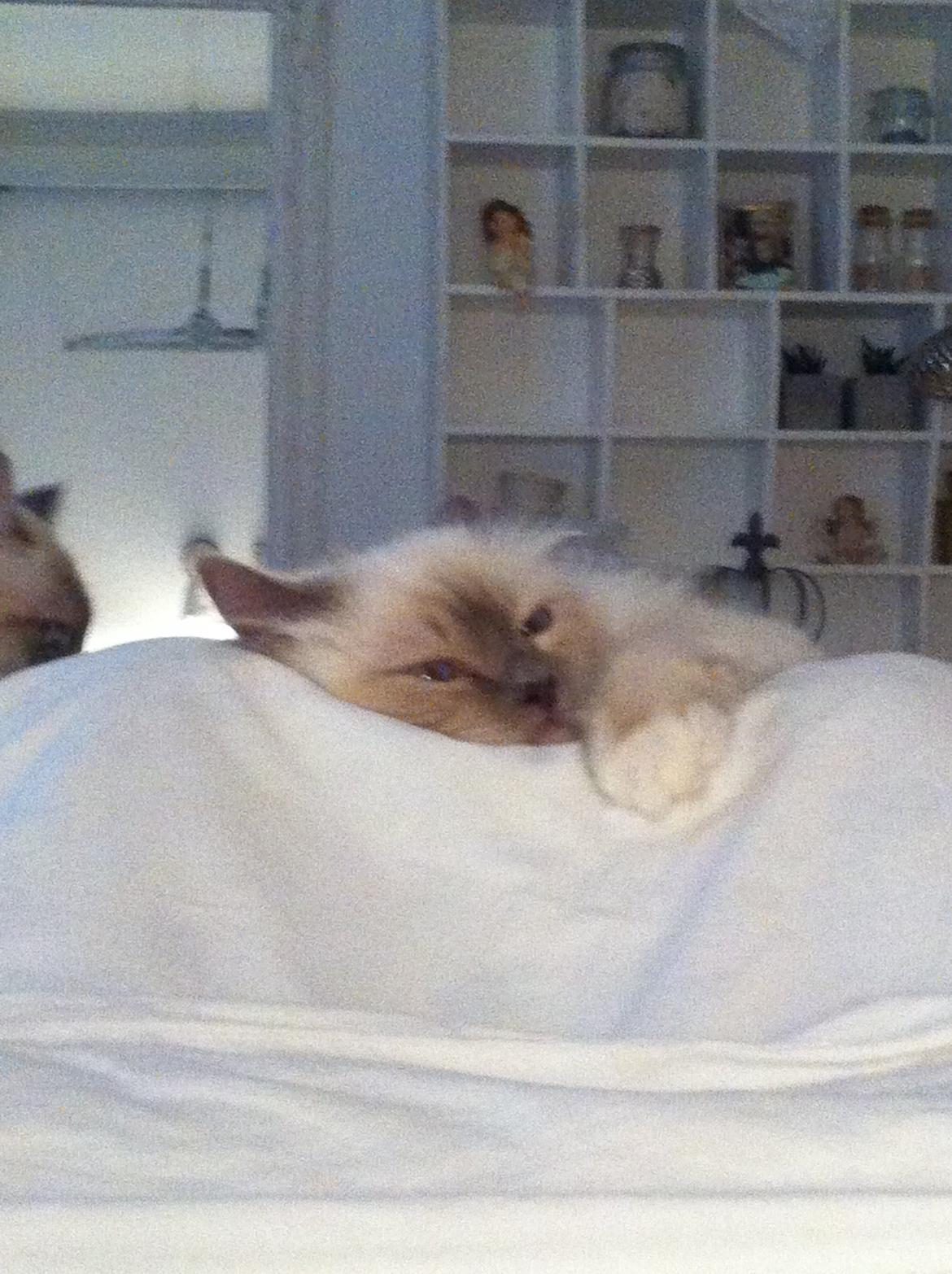 Hellig Birma Oddenvejen's Angel in Disguise (Alvilde) billede 5