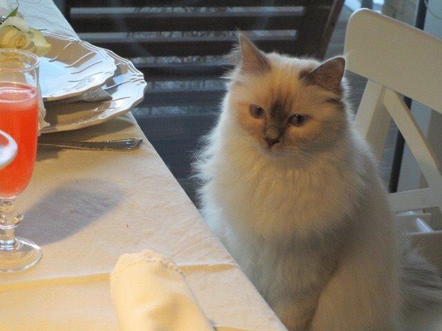 Hellig Birma Oddenvejen's Angel in Disguise (Alvilde) - Alvilde billede 4