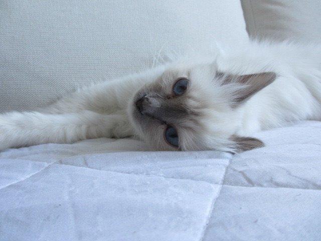 Hellig Birma Oddenvejen's Angel in Disguise (Alvilde) billede 7