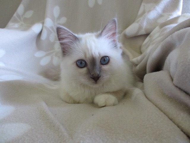 Hellig Birma Oddenvejen's Angel in Disguise (Alvilde) billede 8