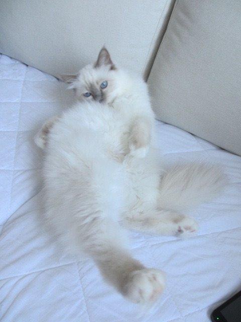 Hellig Birma Oddenvejen's Angel in Disguise (Alvilde) billede 6