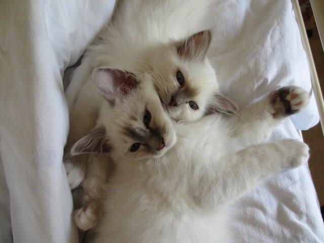 Hellig Birma Oddenvejen's Angel in Disguise (Alvilde) - Alvilde sammen med sin papbror Carl-Emil <3 billede 9