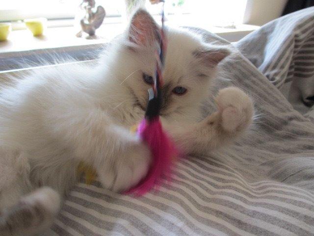 Hellig Birma Oddenvejen's Angel in Disguise (Alvilde) billede 11