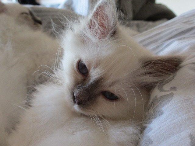 Hellig Birma Oddenvejen's Angel in Disguise (Alvilde) billede 12