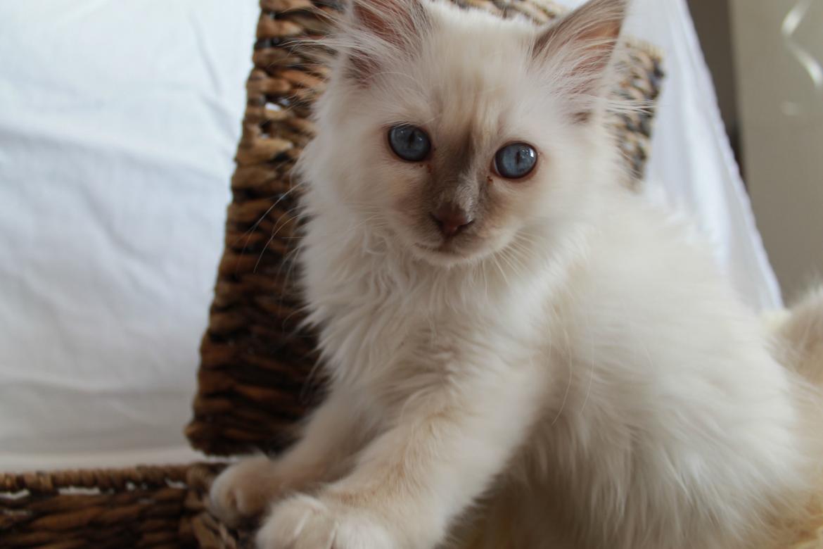 Hellig Birma Oddenvejen's Angel in Disguise (Alvilde) billede 10