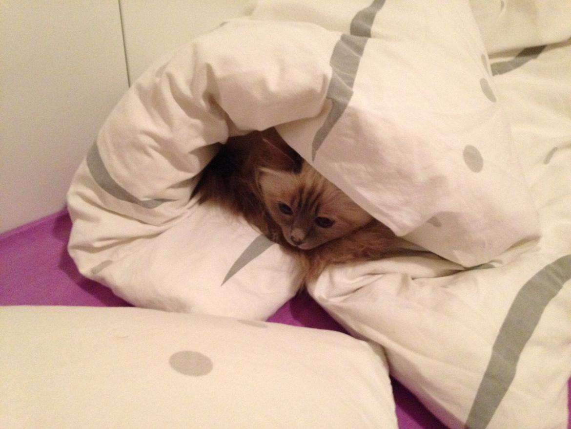 Hellig Birma Oddenvejen's Angel in Disguise (Alvilde) - Alvilde elsker at putte billede 13