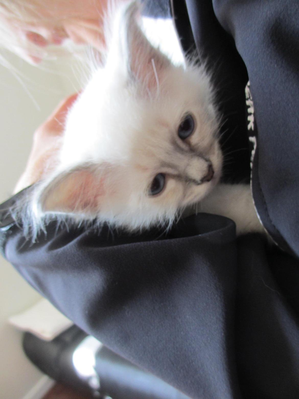 Hellig Birma Gericke's Anton (Carl-Emil) - Carl-Emil omkring 10 uger gammel billede 1